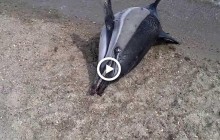 Нефтяные пятна, мертвая рыба и горы мусора: 31 октября отмечается Международный день Черного моря (видео)
