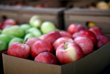 Значительно дороже, чем в прошлом году: какова стоимость яблок нового урожая