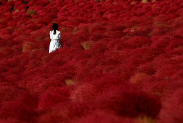 Японський парк на місці колишньої військової бази вкрився червоним килимом (фоторепортаж)