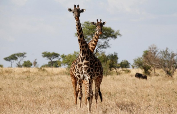 Этнические танцы и дикие животные: чем удивляет одна из старейших экосистем мира в Танзании (фоторепортаж)