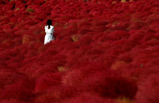 Японский парк на месте бывшей военной базы покрылся "красным ковром" (фоторепортаж)