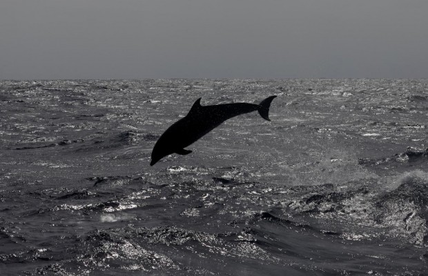 Замість медуз: у прибережних зонах Азовського моря все частіше стали помічати дельфінів - соцмережі (відео)