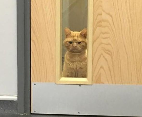 Кіт став новою інтернет-зіркою / фото twitter.com/CGTNOfficial