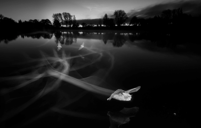 Пол Колли "Следы на рассвете" \ фото British Wildlife Photography Awards Пол Колли "Следы на рассвете" \ фото British Wildlife Photography Awards