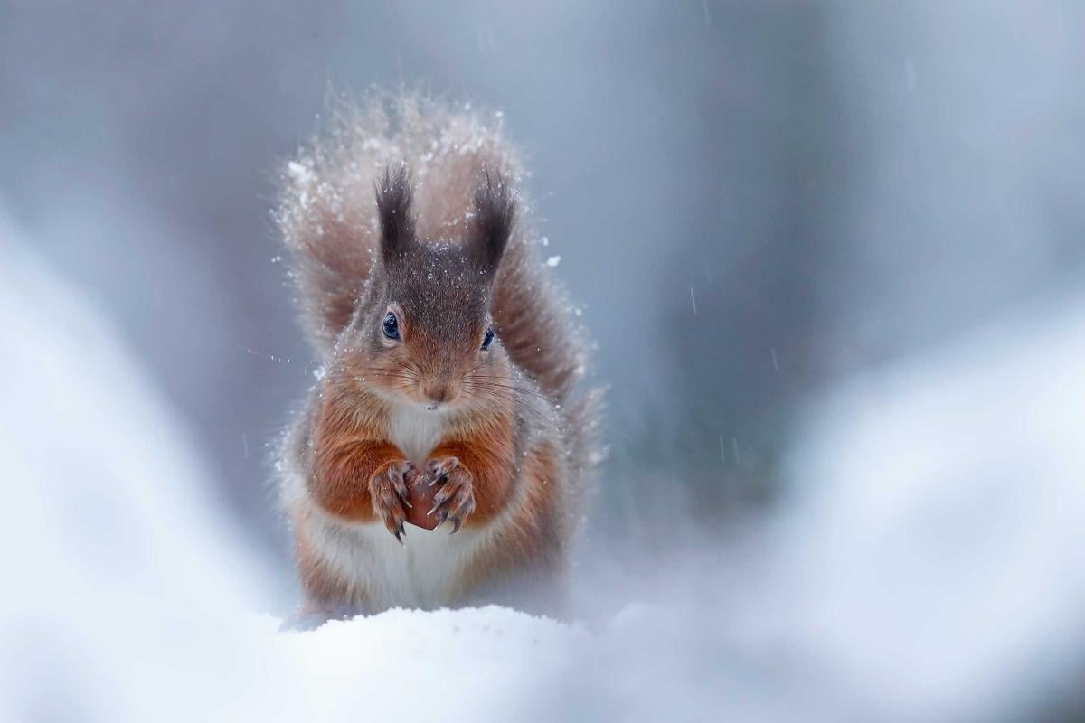 В Украине еще будут морозы и снег / фото British Wildlife Photography Awards