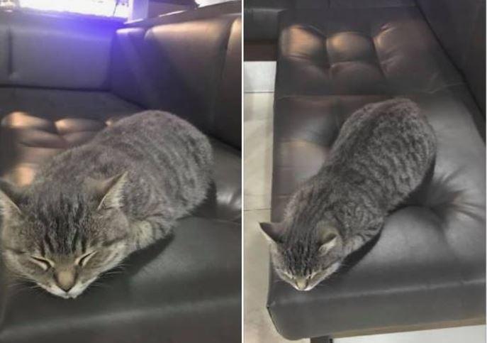 В Харьковском аэропорту бросили кошку / Facebook - Анна Гладкова