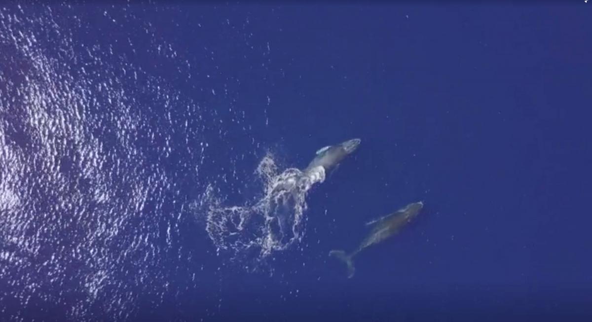 Вчені зробили відкриття про пісні горбатих китів / фото REUTERS