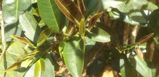 Чайне дерево не містить кофеїну / фото naked-science