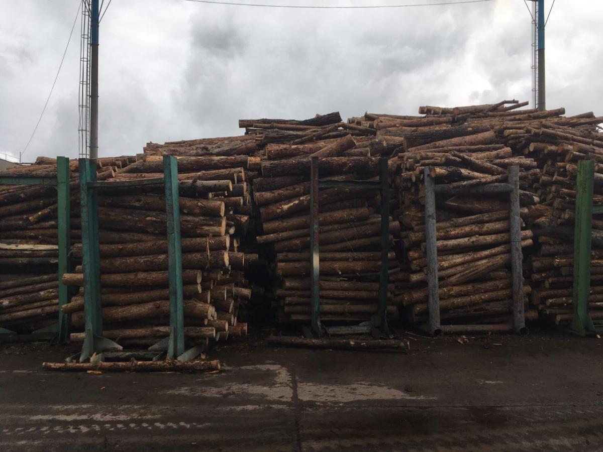 Генпрокуратура взялась за чиновників Держлісгоспу