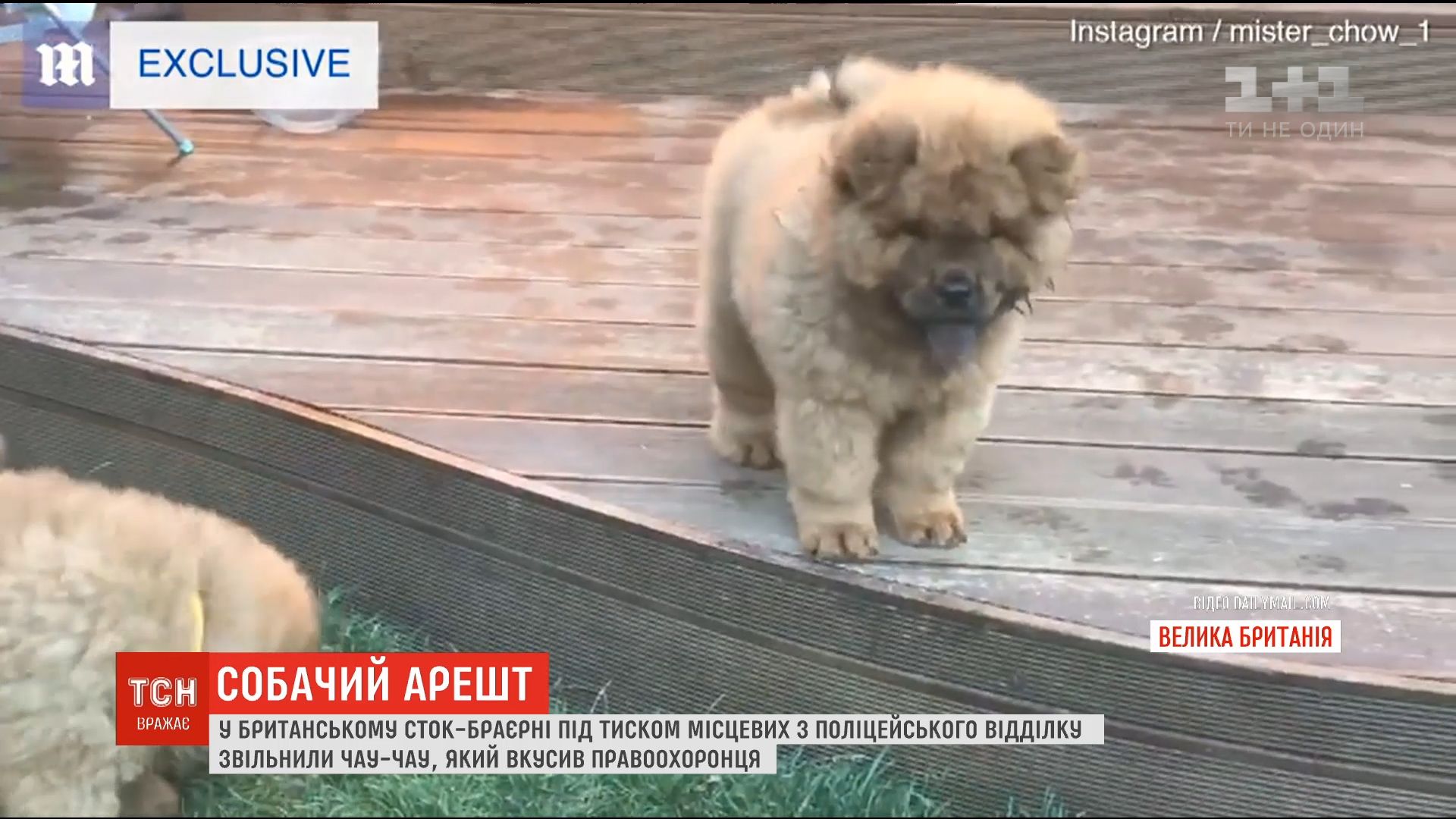 скріншот скріншот