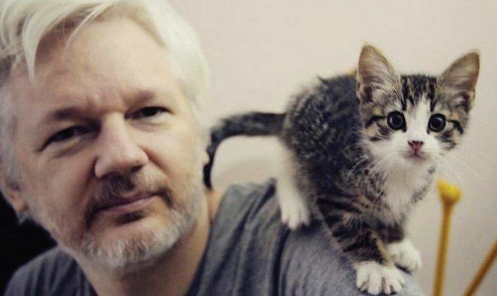 Ассанж отказался от кота из-за угроз / фото twitter.com/AssangeLegal