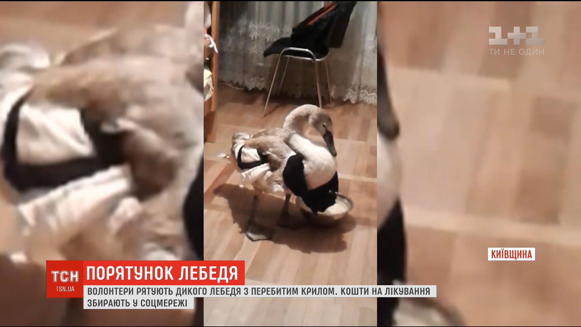 ложные ложные