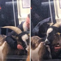 Мужчина с украденной козой парализовал работу парижского метро