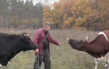 У Дніпропетровській області корів, що загубилися, розшукали за допомогою службової собаки (відео)