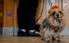 В Киеве домашних животных можно зарегистрировать в едином городском реестре