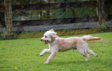 МВД России составило список опасных собак, включив в него выдуманные породы