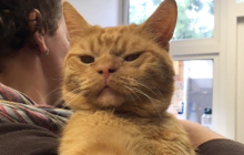 Незадоволений рудий кіт став новим мемом (фото)