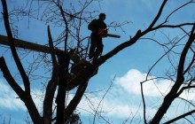 У Київзеленбуді пояснили, чому важливо обрізати крони дерев у місті