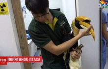 У Сінгапурі врятували птаха-носорога, який втратив власний дзьоб (відео)