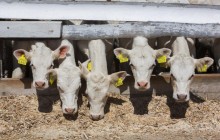 Укрлендфарминг Бахматюка заявили о рекордных надоях молока