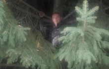 Во Львове грабитель прятался от полицейских на дереве