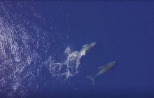 Популяция северного гладкого кита в Атлантике резко снижается из-за деятельности человека