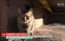 Столичным котам построили коммуналку за 20 тысяч гривень (видео)