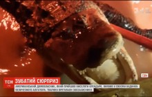 Американець тримав у квартирі двометрового алігатора та пару пітонів (відео)