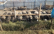 В Одесскую область доставили спасенных овец, которые 2 недели пробыли в грузовике без еды и воды в порту «Черноморск» (фото, видео)