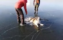 В российском Забайкалье спасли собаку, которая вмерзла в лед посреди озера (видео)