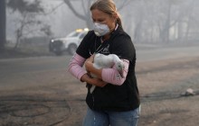 Лесные пожары в Калифорнии: как спасают животных (фото, видео)