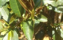 Виявлено чайне дерево, яке не містить кофеїну (фото)