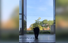 Коти vs охорона: у мережі стежать за "війною" пухнастиків, яких не пускають до музею (відео)