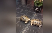 Мережу "підірвало" відео із заповзятою черепахою