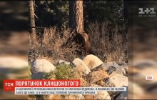 В Калифорнии спасли и вернули матери медвежонка, который застрял в помойке (видео)