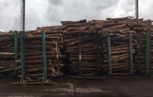 Генпрокуратура взялась за чиновників Держлісгоспу