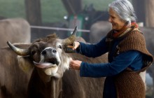 Чи залишати роги коровам: Швейцарія вирішує долю худоби на референдумі (відео, фото)