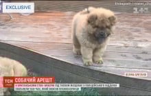 Укусил копа: в Британии помиловали щенка, которого посадили за решетку на 9 месяцев (видео)