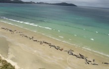 50 тисяч мертвих дельфінів: вчені Німеччини та Італії розслідують екоцид РФ у Чорному морі