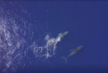 Песня горбатого кита оказалась похожей на человеческий язык, - ученые