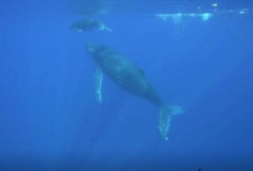 Горбатий кит проплив рекордну відстань через 3 океани: заради чого він це зробив