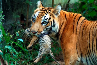 Стало відомо, яких диких тварин туристи хотіли б побачити найбільше