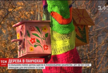 В спальном районе Киева несколько деревьев одели в разноцветные чулки