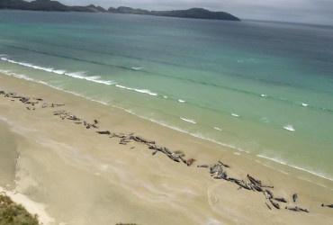 50 тисяч мертвих дельфінів: вчені Німеччини та Італії розслідують екоцид РФ у Чорному морі