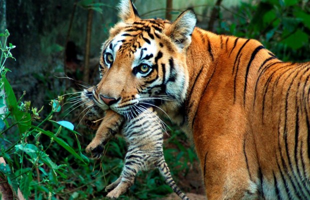 Стало відомо, яких диких тварин туристи хотіли б побачити найбільше