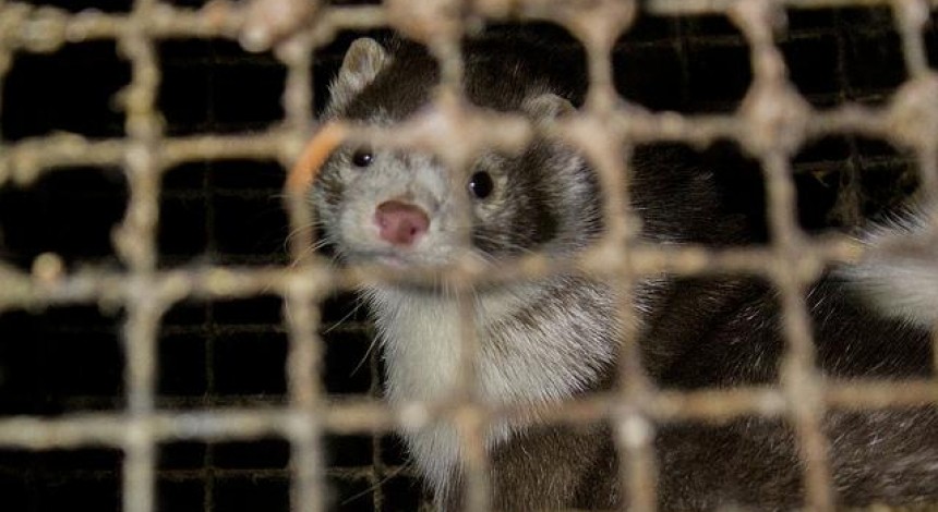 Деятельность норковой фермы под Житомиром остановлена окончательно – суд