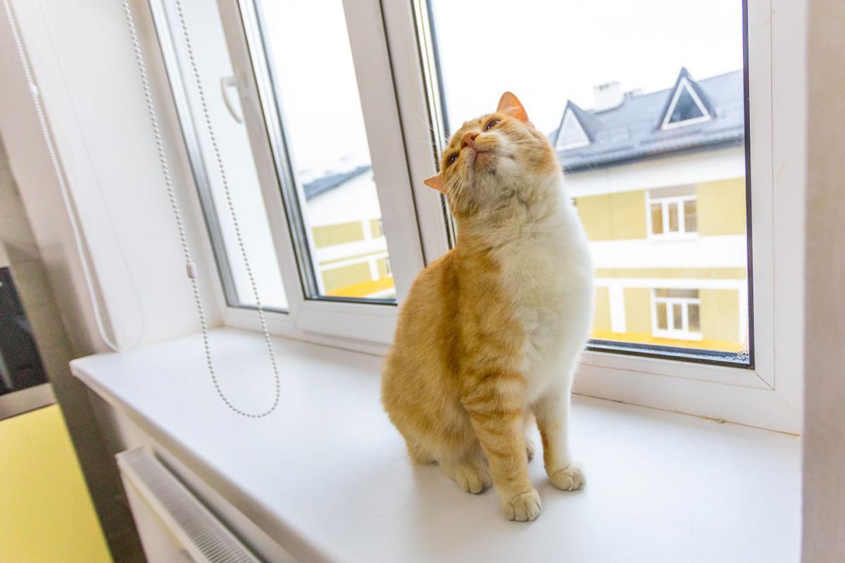 Фото кота уперше з'явилося на сторінці президента / фото facebook.com/petroporoshenko