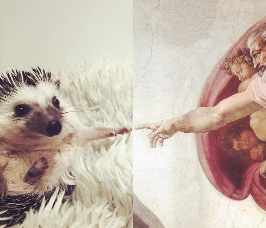 instagram.com/rick_the_hedgehog