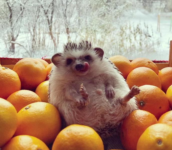 instagram.com/rick_the_hedgehog instagram.com/rick_the_hedgehog