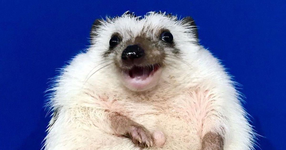 У їжака навіть є власна сторінка у соцмережі / instagram.com/rick_the_hedgehog